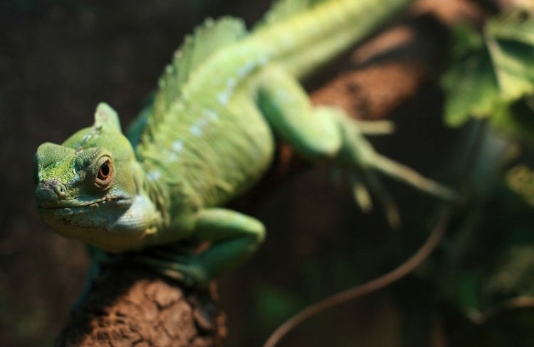 ND Filters / Lens Filter for GoPro HERO4 /3+ /3 Sports Action Camera by buy2fix