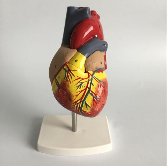 1: 1 Human Heart Anatomical Model Cardiology Heart Anatomy Teaching Model with Number Mark - Teaching Resources by buy2fix | Online Shopping UK | buy2fix