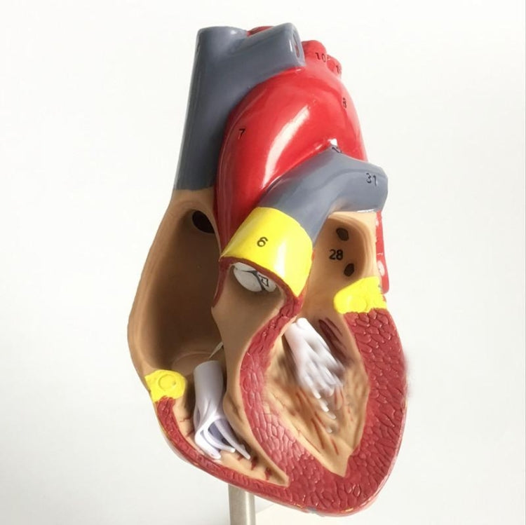 1: 1 Human Heart Anatomical Model Cardiology Heart Anatomy Teaching Model with Number Mark - Teaching Resources by buy2fix | Online Shopping UK | buy2fix