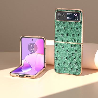 For Motorola Razr 40 Nano Plating Genuine Leather Ostrich Texture Phone Case(Green) by buy2fix