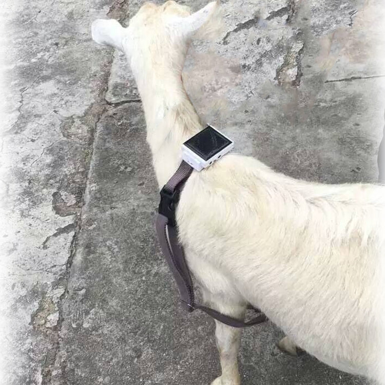 V34/V44Large Sheep & Small Hunting Dog Locator Set Anti-lost Device GPS Positioning Collar Set - Collars by buy2fix | Online Shopping UK | buy2fix