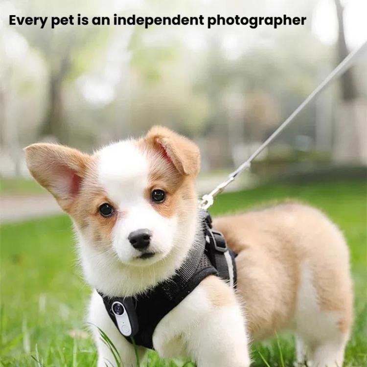 Pet Recorder With Collar Cat Dog View Camera, Size: Direct Record With 64G Memory Card(Black) - Video Cameras by buy2fix | Online Shopping UK | buy2fix