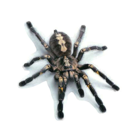 Creative Personality Scratch Cover  Car Body Sticker(Black Spider)