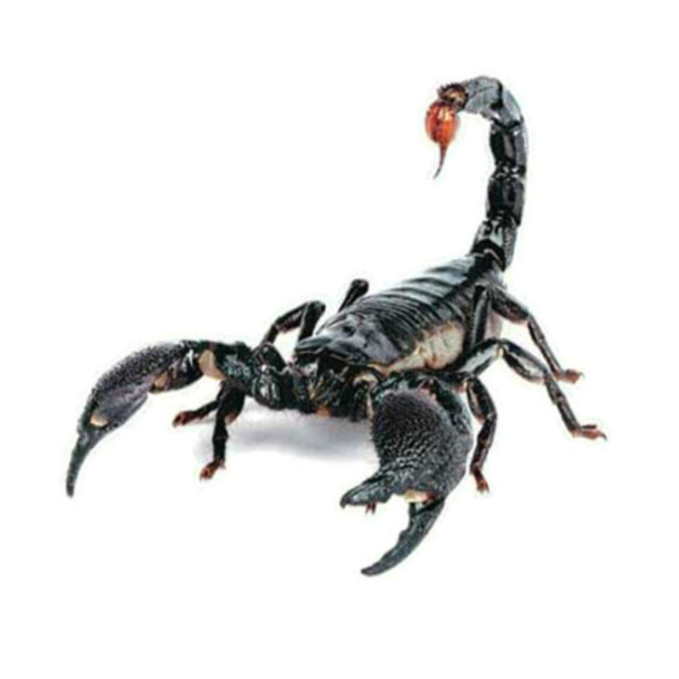 Creative Personality Scratch Cover Car Body Sticker(Scorpion) by buy2fix