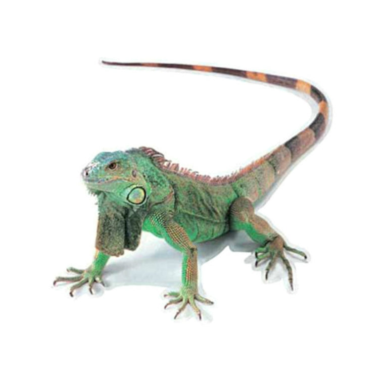 Creative Personality Scratch Cover Car Body Sticker(Lizard) by buy2fix