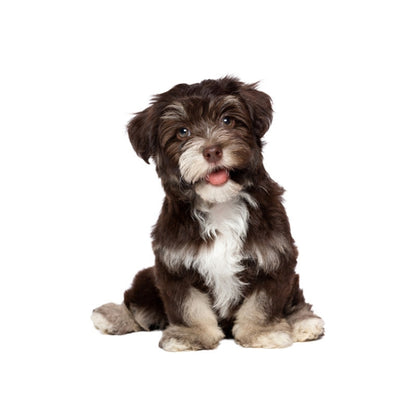 Style 3 Small 3D Simulation Dog Car Stickers Rain-Proof Sunscreen Car Sticker Scratch Shaving Decoration Stickers by buy2fix