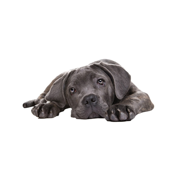 Style 4 Small 3D Simulation Dog Car Stickers Rain-Proof Sunscreen Car Sticker Scratch Shaving Decoration Stickers by buy2fix