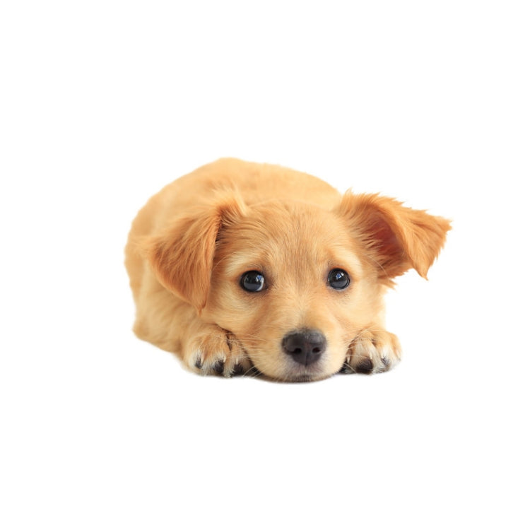 Style 1 Large 3D Simulation Dog Car Stickers Rain-Proof Sunscreen Car Sticker Scratch Shaving Decoration Stickers by buy2fix