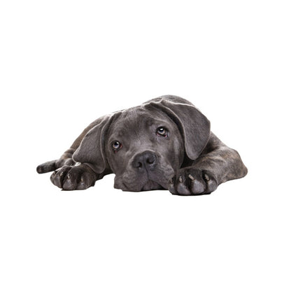 Style 4 Large 3D Simulation Dog Car Stickers Rain-Proof Sunscreen Car Sticker Scratch Shaving Decoration Stickers by buy2fix