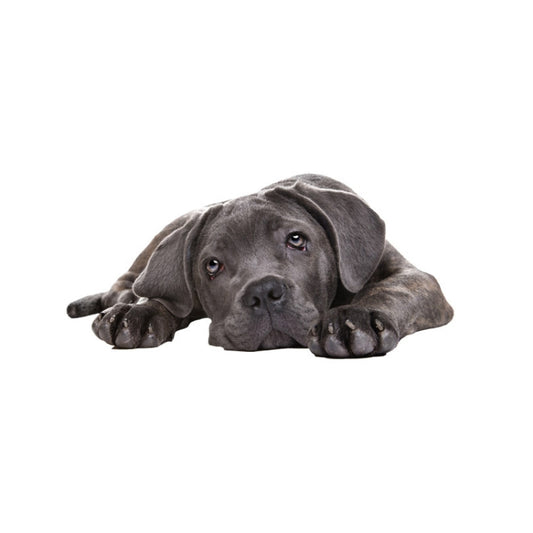 Style 4 Large 3D Simulation Dog Car Stickers Rain-Proof Sunscreen Car Sticker Scratch Shaving Decoration Stickers by buy2fix