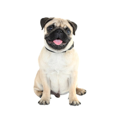 Style 5 Large 3D Simulation Dog Car Stickers Rain-Proof Sunscreen Car Sticker Scratch Shaving Decoration Stickers by buy2fix