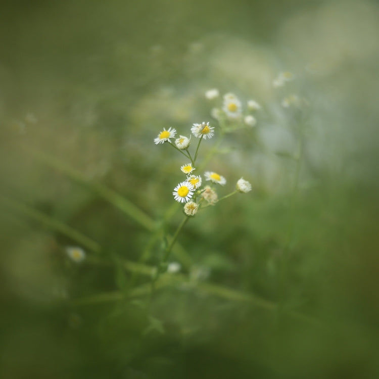 62mm Central Exposure Edge Blur Close-Up Photography Special Effects Filter by buy2fix