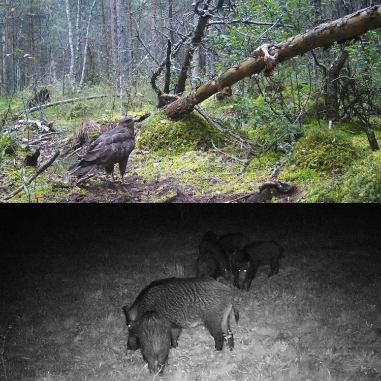 HC-350M 20MP 1080P Wild Camera Night Vision MMS Infrared Hunter Camera by buy2fix