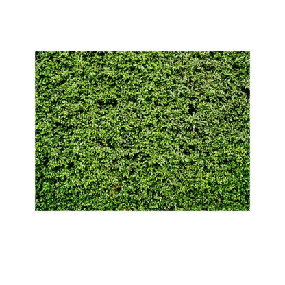 2.1m x 1.5m Green Leaves Wall Birthday party photography background cloth - Birthday Party by buy2fix | Online Shopping UK | buy2fix